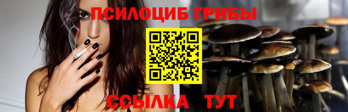 Галлюциногенные грибы Psilocybe Ставрополь